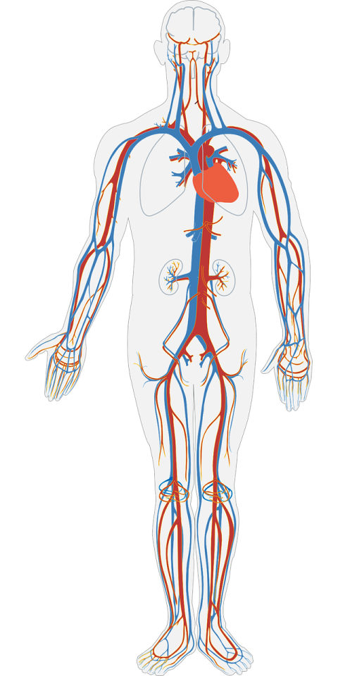 EWOT Benefits for Cardiovascular Improvements